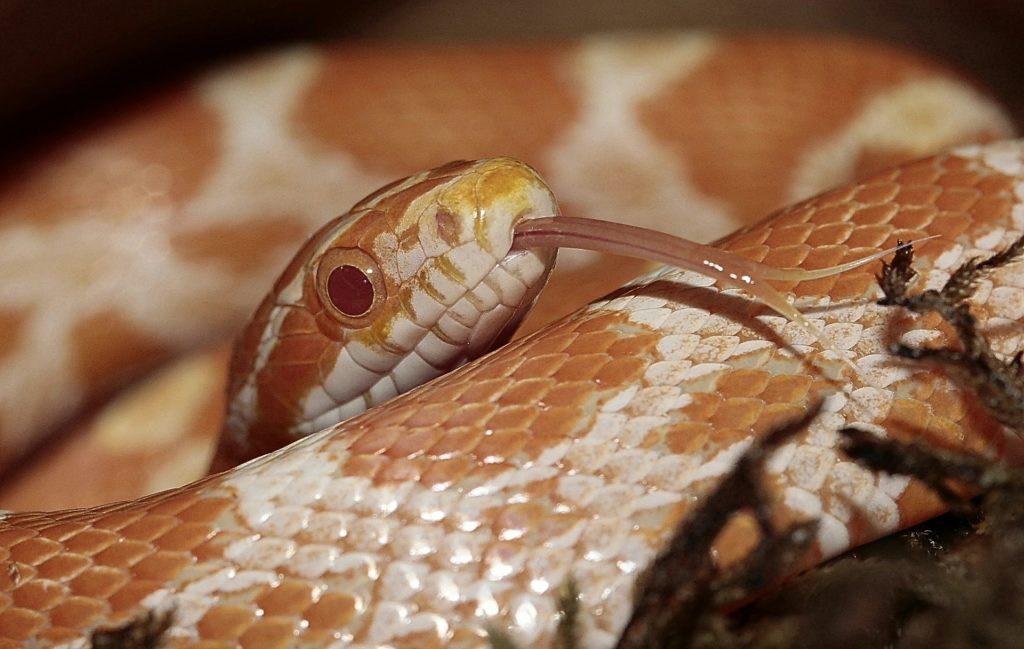 Corn Snake Temperatures & Humidity Requirements ReptiFiles