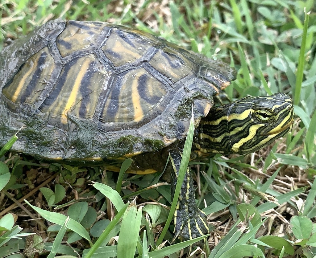 Trachemys Scripta Subspecies (Pond Sliders) | ReptiFiles