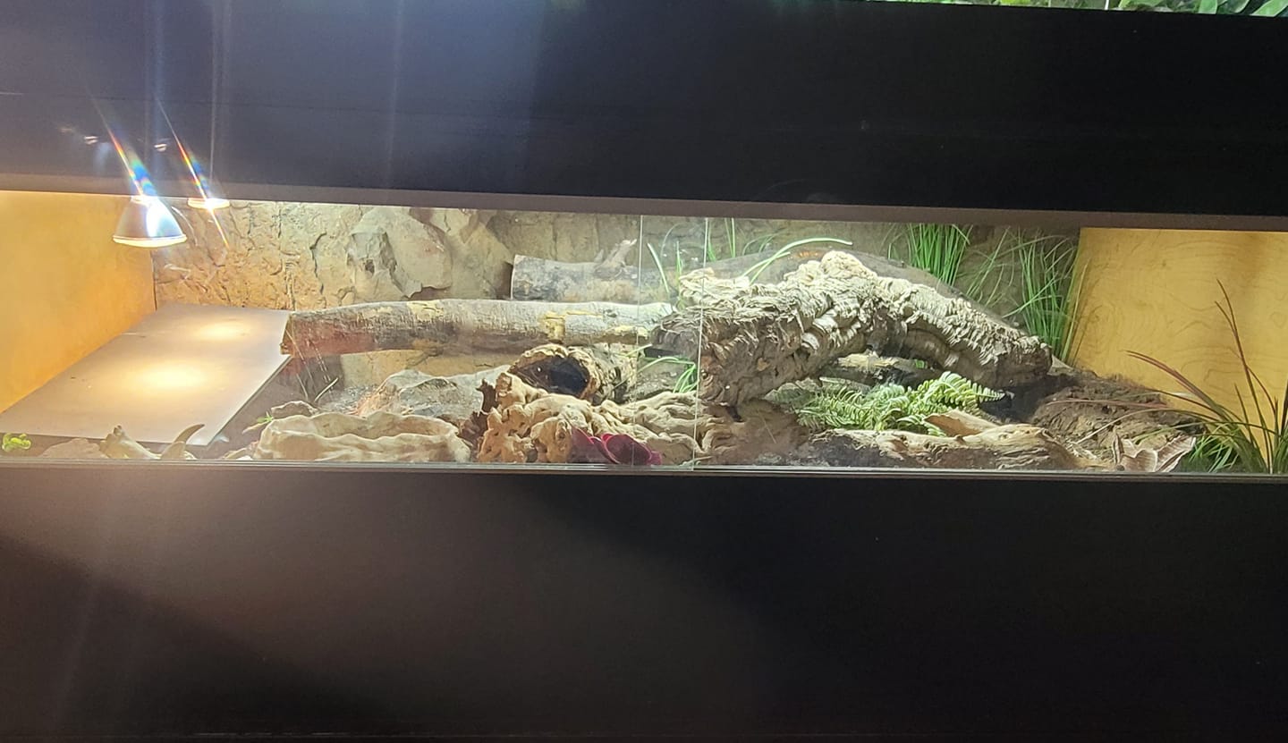 Ackie Monitor Enclosure Décor Ideas | ReptiFiles